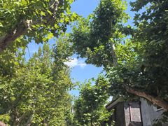 -上海孙中山故居纪念馆