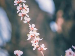 -桃花堤公园