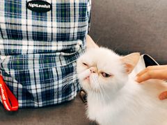 -Heymao猫咖.咖啡厅(东门店)
