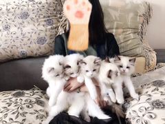 -Bastet sally猫舍购宠(静安店)