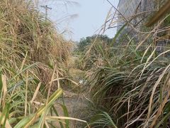 -鼓岭旅游度假区