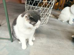 -猫儿山۰猫主题餐厅