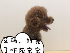 -美联众合爱康动物医院•复杂内科•肿瘤科•牙科•腔镜诊疗中心