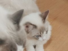 -有喵·猫咖·狗咖·30几只猫10只小狗(岗厦店)