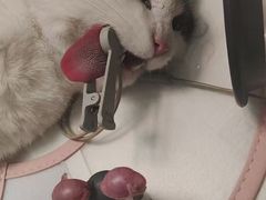 -瑞派宠物医院·犬猫全科·猫友好(宾水西道店)