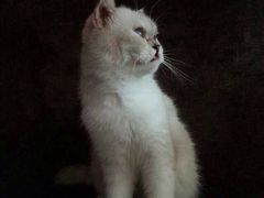 -喵园·猫主题咖啡厅·撸猫·猫咖(国贸店)