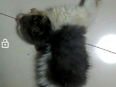 -瑞鹏宠物医院·爱宠堂·骨外专科(西荷分院)