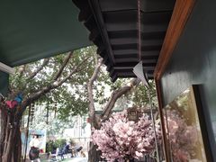 -柴犬高等学院·狗咖·柴犬售卖·宠物训练