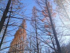 -白水寺森林公园