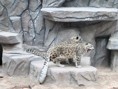 -青藏高原野生动物园