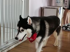 -Husky Go! 哈士奇体验馆·宠物咖啡厅狗咖