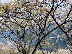 -舒家湾天主教堂