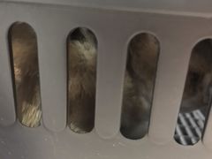 -纳吉亚猫专科动物医院·北北分院