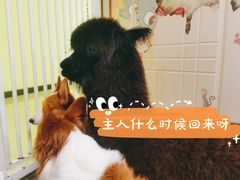 -我爱猫咪·猫咖·狗咖·安哥拉兔·羊驼咖(小寨华旗店)
