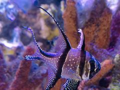 -上海海洋水族馆