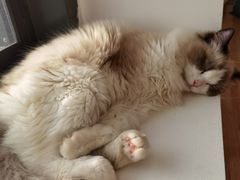-猫腻·猫咖·撸猫馆(星光大道店)