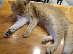 -猫小院猫主题餐厅(三里屯店)
