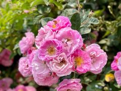 -玫瑰海岸文化旅游度假区