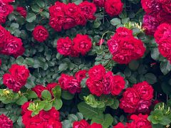 -北马山庄植趣咖啡