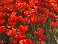 -洛阳郁金香牡丹园