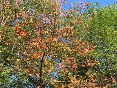 -阳台山自然风景区