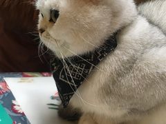 -猫色咖啡·猫咖
