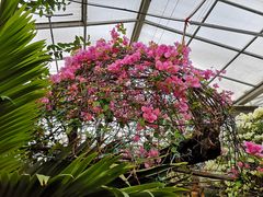 -呀路古热带植物园