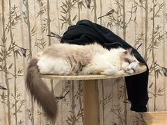 -楼上猫咖(罗湖店)