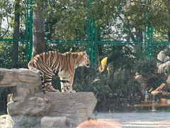 -上海野生动物园老虎餐厅