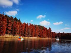 -上海海湾国家森林公园