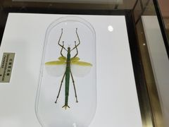 -上海昆虫博物馆