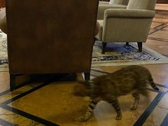 -雪茄客PURAVIDA俱乐部(上海店)