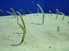 -上海海洋水族馆