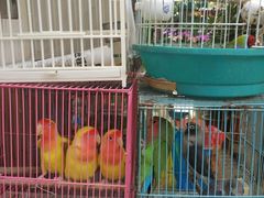 -曲阳花鸟市场(曲阳路店)