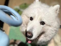 -瑞鹏宠物医院·骨科·猫科·内科(第一中心)