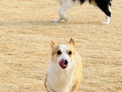 -趣玩宠物乐园寄养训犬训狗游泳池