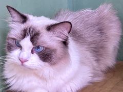 -松果猫咖(桐乡吾悦金街店)