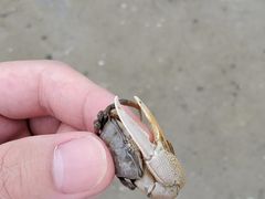 -北海金海湾红树林生态旅游区