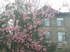 -山东大学(洪家楼校区)
