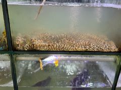 -海之鲜大排档(东山海鲜金銮湾店)