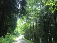 -武陵山森林公园