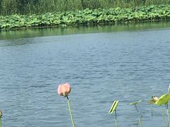 -溱湖国家湿地公园