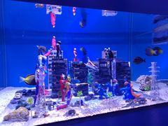 -上海海昌海洋公园