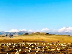 -清真·益鑫羊肉手抓馆(花园北街店)