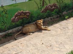 -西霞口神雕山野生动物世界