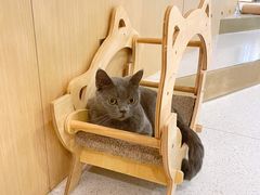 -飞行喵MR PILOT|猫舍·猫咖(静安大融城店)