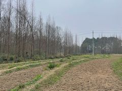 -桤木河湿地公园