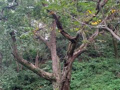 -大岭沟猕猴桃谷风景区