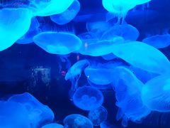 -太平洋海底世界