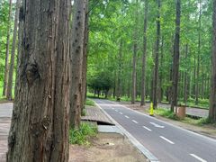 -黄海国家森林公园